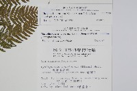 粗毛金星蕨藏品圖，第2張