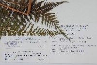粗毛金星蕨藏品圖，第2張