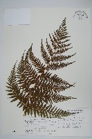 粗毛金星蕨藏品圖，第1張