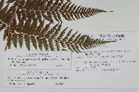 粗毛金星蕨藏品圖，第2張