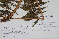 粗毛金星蕨藏品圖，第2張