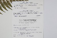 粗毛金星蕨藏品圖，第2張