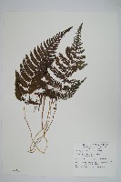 柔葉金星蕨藏品圖，第1張