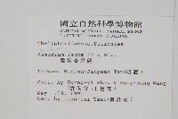 柔葉金星蕨藏品圖，第2張