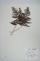 柔葉金星蕨藏品圖，第1張