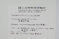 柔葉金星蕨藏品圖，第2張