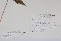 密毛毛蕨藏品圖，第2張