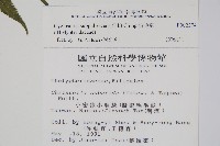 梳毛蕨藏品圖，第2張