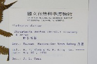 野小毛蕨藏品圖，第2張