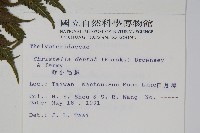 野小毛蕨藏品圖，第2張