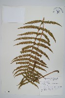 野小毛蕨藏品圖，第1張