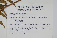 野小毛蕨藏品圖，第2張