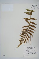 野小毛蕨藏品圖，第1張