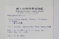 野小毛蕨藏品圖，第2張