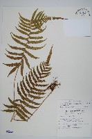 密毛毛蕨藏品圖，第1張