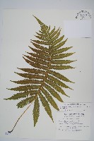 密毛毛蕨藏品圖，第1張