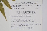 密毛毛蕨藏品圖，第2張