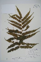 斜葉金星蕨藏品圖，第1張