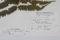 斜葉金星蕨藏品圖，第2張