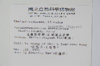 光囊紫柄蕨藏品圖，第2張