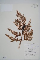 落鱗鱗毛蕨藏品圖，第1張