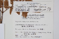 落鱗鱗毛蕨藏品圖，第2張