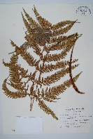 細葉複葉耳蕨藏品圖，第1張