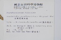 細葉複葉耳蕨藏品圖，第2張