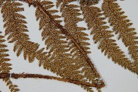 細葉複葉耳蕨藏品圖，第3張