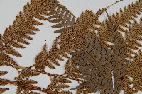 細葉複葉耳蕨藏品圖，第4張