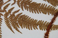 細葉複葉耳蕨藏品圖，第5張