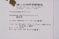 鐵線蕨藏品圖，第2張