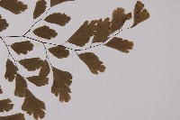 鐵線蕨藏品圖，第3張