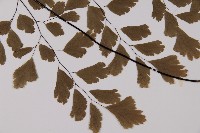 鐵線蕨藏品圖，第4張