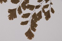 鐵線蕨藏品圖，第5張