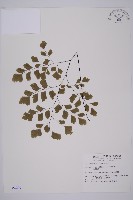 鐵線蕨藏品圖，第1張