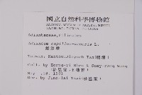 鐵線蕨藏品圖，第2張