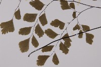 鐵線蕨藏品圖，第3張