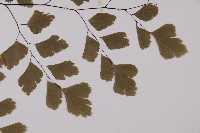 鐵線蕨藏品圖，第4張