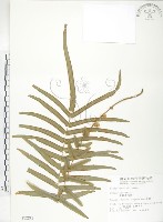 鱗蓋鳳尾蕨藏品圖，第1張