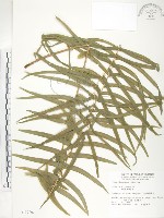 鱗蓋鳳尾蕨藏品圖，第1張