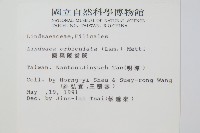 圓葉陵齒蕨藏品圖，第2張