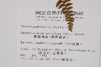 刺柄碗蕨藏品圖，第2張