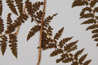 刺柄碗蕨藏品圖，第3張