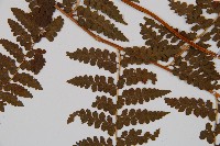 刺柄碗蕨藏品圖，第5張