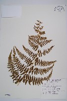 刺柄碗蕨藏品圖，第1張