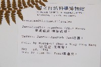 刺柄碗蕨藏品圖，第2張