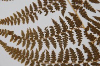 刺柄碗蕨藏品圖，第4張