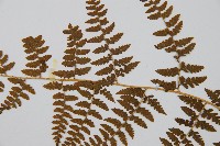 刺柄碗蕨藏品圖，第5張