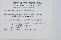 刺柄碗蕨藏品圖，第2張